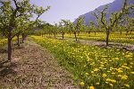 Okanagan Valley Obstplantage