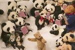 bild Viele Teddy Baeren