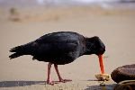 bild Austernfischer Nahrungssuche Strand