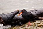 bild Haematopus Unicolor