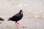 bild Haematopus Unicolor Austernfischer