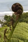bild Neuseeland Farn Strand