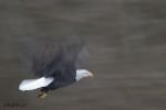 bild Fliegender Weisskopfseeadler British Columbia Kanada
