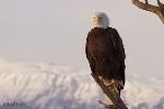 bild Farbgebung Und Verbreitung Weisskopfseeadler