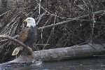 bild Ruhender Adler Brackendale British Columbia Kanada
