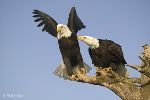 bild Soziale Lebensweise Weisskopfseeadler