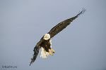 bild Weisskopfseeadler Fliegend