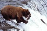 bild B�r Mit Lachs Alaska Bild
