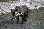 bild Braunb�r Lachs Fish Creek