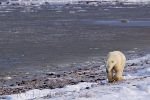 bild Eisbaer Nahrungssuche Vereiste Kueste Hudson Bay Kanada