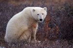 bild Eisb�ren Umwelt