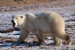 bild Knurrender Eisbaer An Der Hudson Bay Churchill Manitoba Kanada