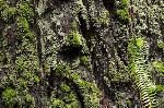 bild Redwood Baeume Kalifornien Humbodt Camping