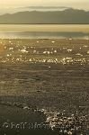 Winter Great Salt Lake