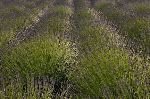 Lavendelfeld Lavendel Bei Avignon Heilkraut