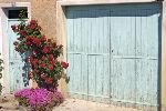 Rosenbluete Provence