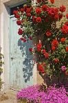 bild Typisch Provence