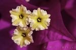 Drillingsblume Spanien