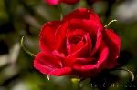 bild Rote Rose