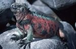 bild Beschaffung Nahrung Der Meerechse Galapagos Inseln