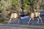 bild Olympic Waipiti Tiere Im Olympic Nationalpark
