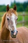 bild Pferde Hohes Alter Artgerechte Haltung