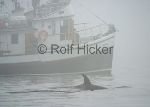 bild Norden Vancouver Island Tourismus