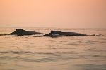 bild Eintraechtige Buckelwale Neufundland