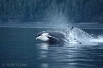 bild Atmung Schwertwale Vancouver Island British Columbia Kanada