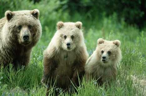 Familienbild Grizzlybaeren