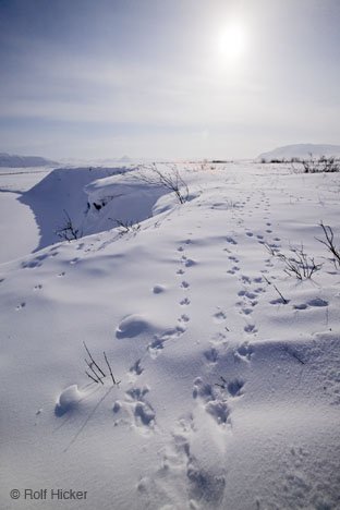 Mehrere Tierspuren im Schnee in Alaska, USA