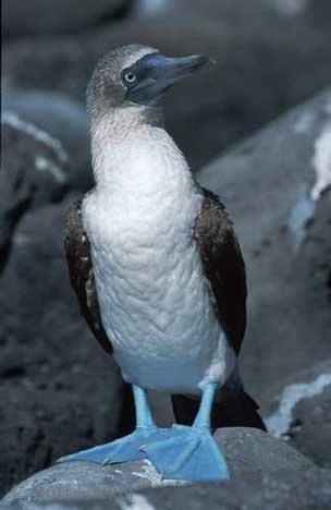 bluefooted-booby_449.jpg