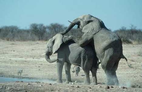 elefanten-paarungsverhalten_205.jpg