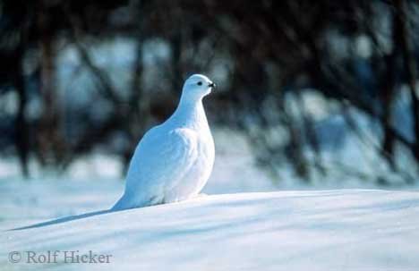 Bild Vogel Moorschneehuhn