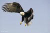 bilder: Adler Bilder