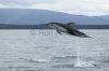 Springender Delphin