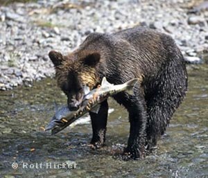 baer beim fischen