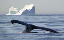 photo of a humpback whale and icebergs