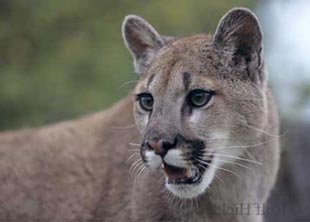 puma bergloewe