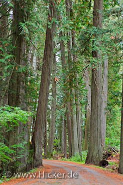 Baeume Waldstrasse Manning Provincial Park British Columbia