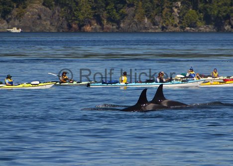 Kajakausflug Orcas Kanada Tierwelt