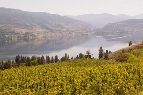 Okanagan Weinanbau