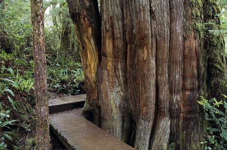 Regenwald Baum Pacific Rim Urlaub