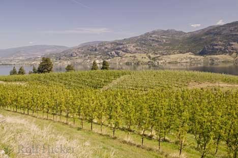 Weinanbau Im Okanagan Valley