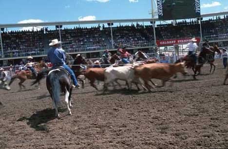 Calgary Stampede Rodeo Arena