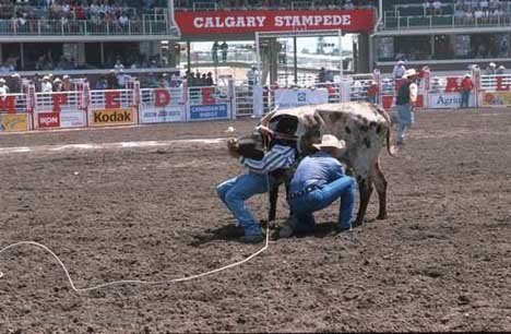 Cowboys Attraktion Calgary Stampede Alberta
