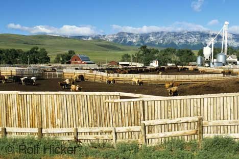 Farmleben Alberta Praerie