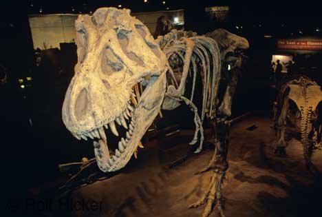 Tyrannosaurus Rex