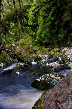 Am Wasserfall Mc Lean Falls Bild