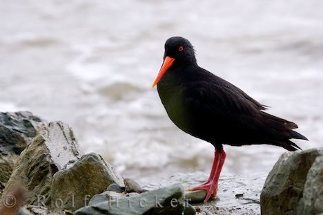 Austerfischer Strand